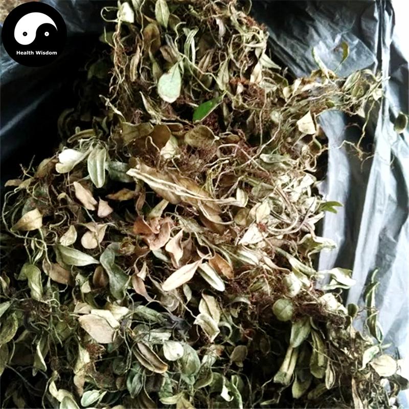 Yu Bie Jin Xing 鱼鳖金星, Herba Lepidogrammitidis Drymoglossoidis, Lepidogrammitis Herb, Yu Bie Cao, Bao Shi Lian, Shi Gua Zi-Health Wisdom™