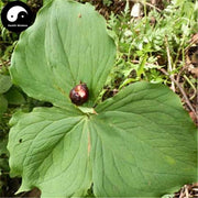 Yu Er Qi 芋儿七, Tschonosk Trillium Rhizome, Rhizoma Trillii Tschonoskii, Tou Ding Yi Ke Zhu, Yan Ling Cao-Health Wisdom™