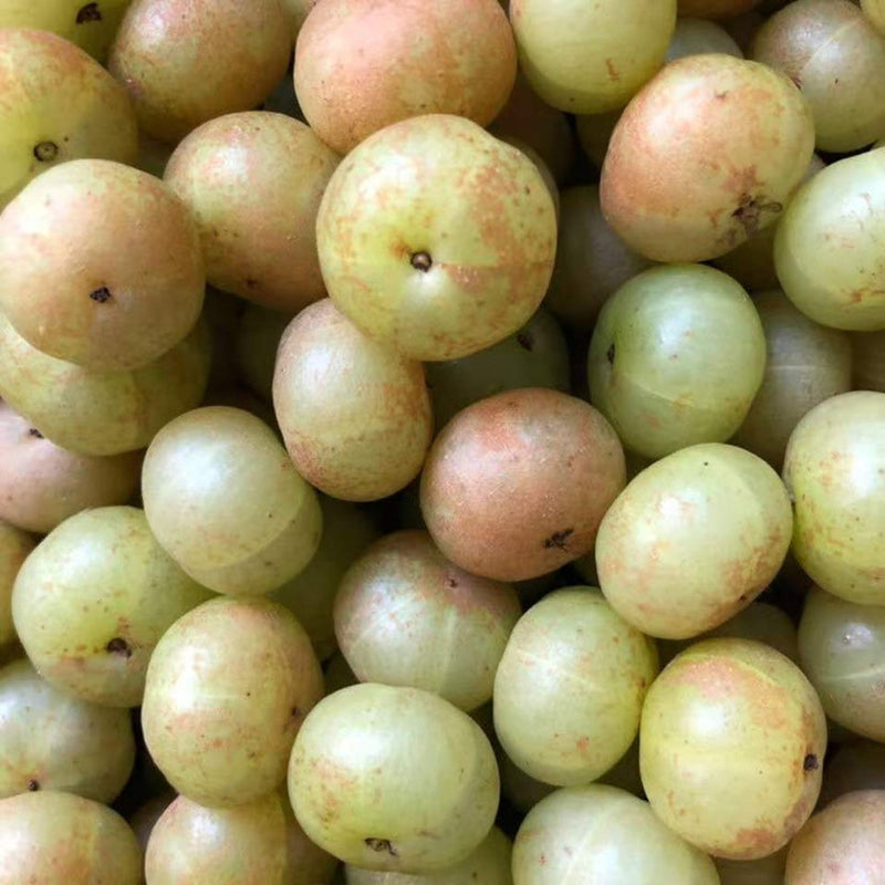 Yu Gan Zi 余甘子, Fructus Phyllanthi Tea, Phyllanthus Emblica Fruit, You Gan Cha 油柑茶-Health Wisdom™