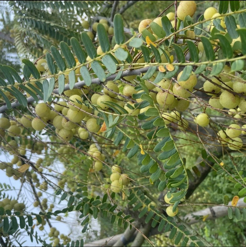 Yu Gan Zi 余甘子, Fructus Phyllanthi Tea, Phyllanthus Emblica Fruit, You Gan Cha 油柑茶-Health Wisdom™