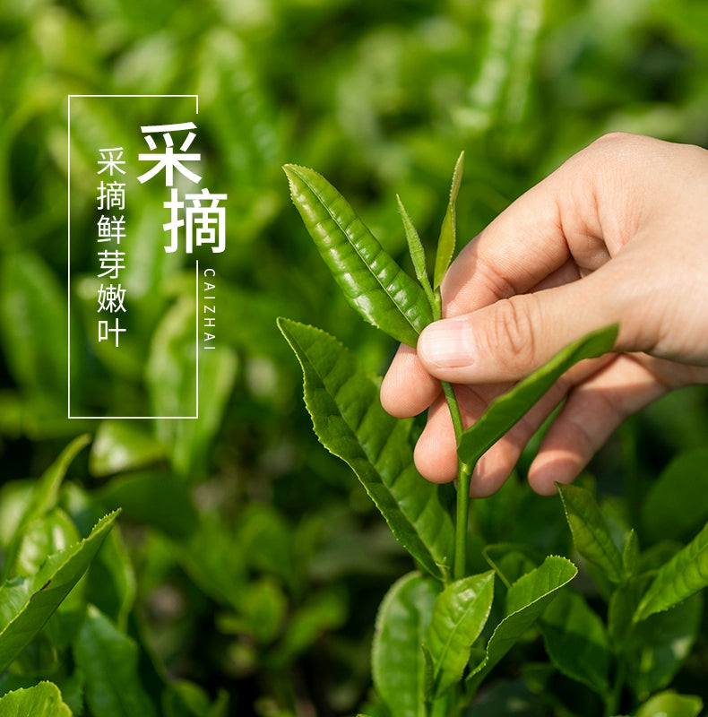 Yu Hua Cha 雨花茶 Nan Jing Chinese Green Tea Rain Flower Tea-Health Wisdom™