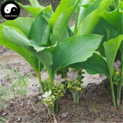 Yu Jin 郁金, Radix Curcumae, Turmeric Root, Ma Shu-Health Wisdom™