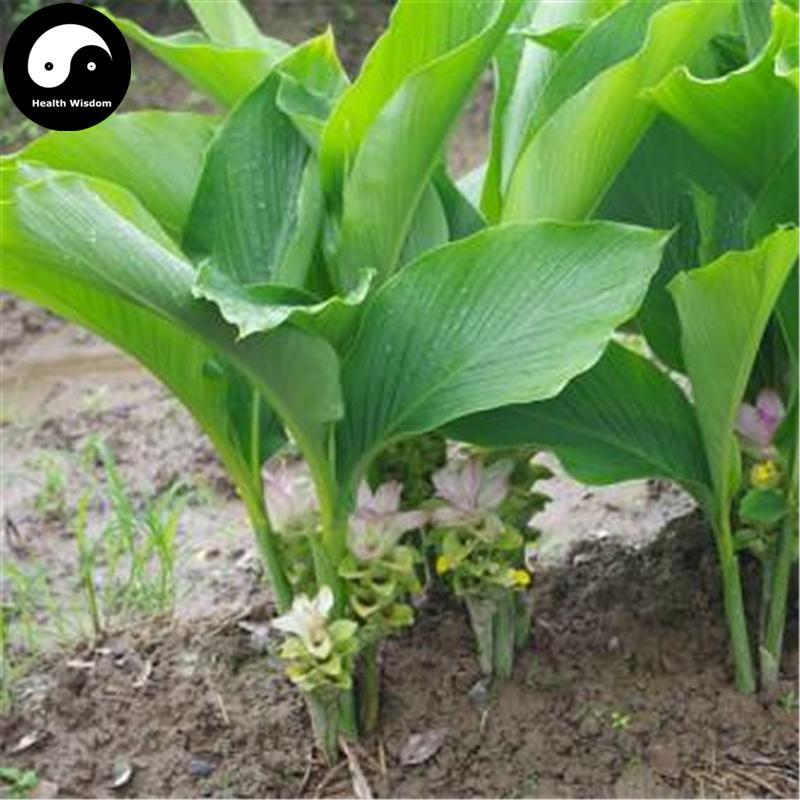 Yu Jin 郁金, Radix Curcumae, Turmeric Root, Ma Shu-Health Wisdom™