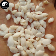 Yu Nao Shi 鱼脑石, Yellow Croaker Ear-stone, Asteriscus Pseudosciaenae-Health Wisdom™