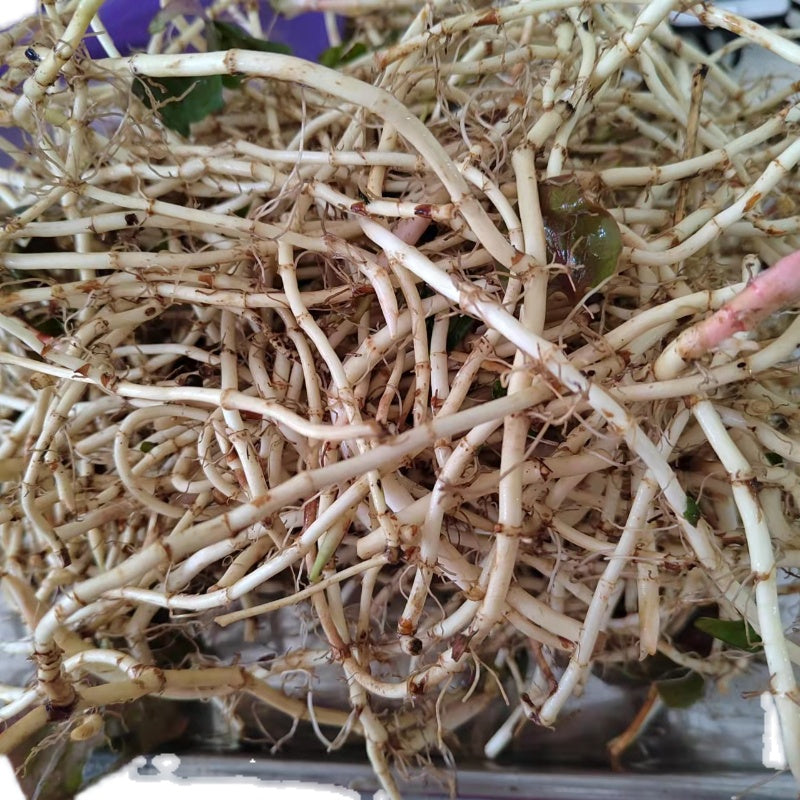 Yu Xing Cao Gen 魚腥草根, Herba Houttuyniae Roots, Heartleaf Houttuynia Herb Tea-Health Wisdom™