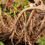 Yu Xing Cao Gen 魚腥草根, Herba Houttuyniae Roots, Heartleaf Houttuynia Herb Tea-Health Wisdom™