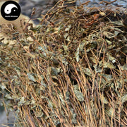 Yu Xing Cao 魚腥草, Herba Houttuyniae, Heartleaf Houttuynia Herb Tea-Health Wisdom™