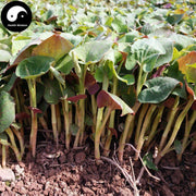 Yu Xing Cao 魚腥草, Herba Houttuyniae, Heartleaf Houttuynia Herb Tea-Health Wisdom™