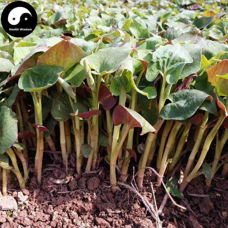 Yu Xing Cao 魚腥草, Herba Houttuyniae, Heartleaf Houttuynia Herb Tea-Health Wisdom™