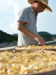 Yu Zhu 玉竹, Rhizoma Polygonati Odorati, Fragrant Solomonseal Rhizome-Health Wisdom™