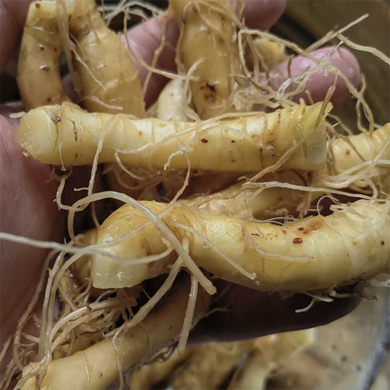 Yu Zhu 玉竹, Rhizoma Polygonati Odorati, Fragrant Solomonseal Rhizome-Health Wisdom™