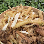 Yu Zhu 玉竹, Rhizoma Polygonati Odorati, Fragrant Solomonseal Rhizome-Health Wisdom™