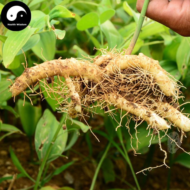 Yu Zhu 玉竹, Rhizoma Polygonati Odorati, Fragrant Solomonseal Rhizome-Health Wisdom™