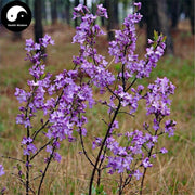 Yuan Hua Gen 芫花根, Root Genkwa, Lilac Daphne Roots-Health Wisdom™
