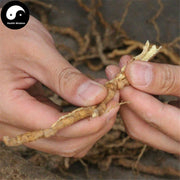 Yuan Zhi 远志, Radix Polygalae, Polygala Root-Health Wisdom™