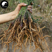 Yuan Zhi 远志, Radix Polygalae, Polygala Root-Health Wisdom™