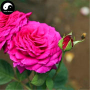 Yue Ji Hua 月季花, Chinese Rose Flower Tea, Flos Rosae Chinensis-Health Wisdom™