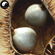 Yun Shi 雲實, Semen Caesalpiniae Sepiariae, Mysorethorn Seed-Health Wisdom™