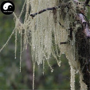 Yun Wu Cao 云雾草, Herba Androsace Henryi, Lao Jun Xu, Song Luo-Health Wisdom™
