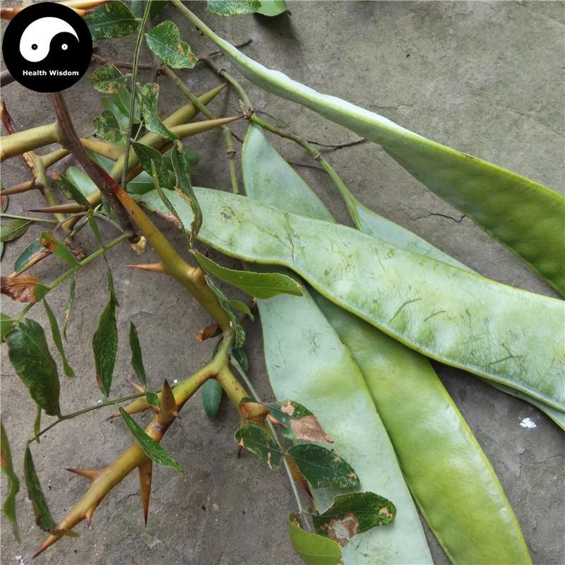 Zao Jia Zi 皂莢子, Zao Jiao Zi, Semen Gleditsiae Sinensis-Health Wisdom™