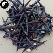 Zao Jiao Ci 皂角刺, Chinese Honeylocust Spine, 皂刺 Zao Ci, Spina Gleditsiae-Health Wisdom™