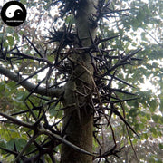 Zao Jiao Ci 皂角刺, Chinese Honeylocust Spine, 皂刺 Zao Ci, Spina Gleditsiae-Health Wisdom™