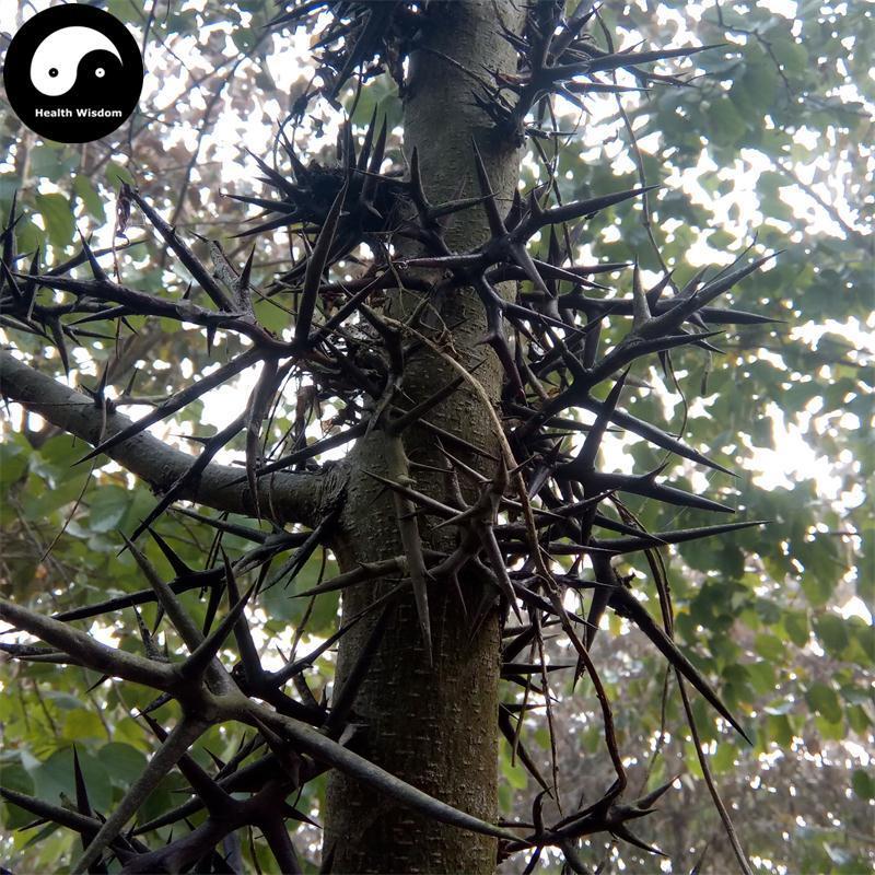 Zao Jiao Ci 皂角刺, Chinese Honeylocust Spine, 皂刺 Zao Ci, Spina Gleditsiae-Health Wisdom™