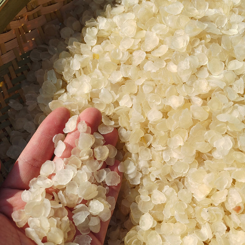 Zao Jiao Mi 皂角米, Zao Jiao Ren, Shuang Jia Xue Lian Zi, Semen Gleditsiae Sinensis-Health Wisdom™