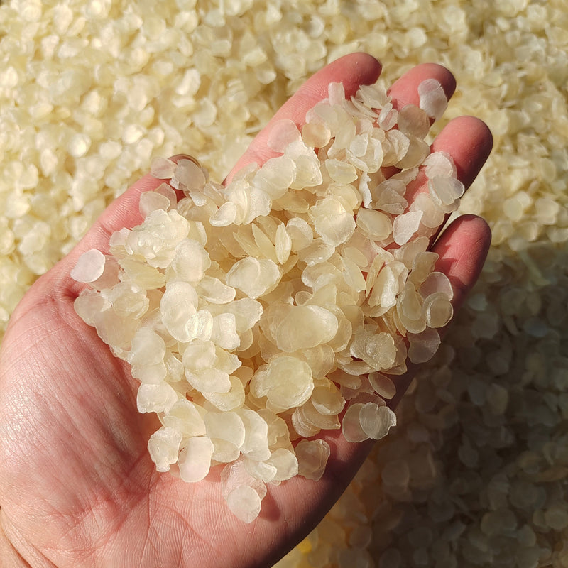 Zao Jiao Mi 皂角米, Zao Jiao Ren, Shuang Jia Xue Lian Zi, Semen Gleditsiae Sinensis-Health Wisdom™