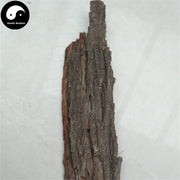 Zao Shu Pi 枣树皮, Cortex Ziziphus Jujuba, Chinese Date Bark-Health Wisdom™