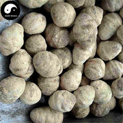 Ze Xie 澤瀉, Rhizoma Alismatis, Oriental Waterplantain Rhizome-Health Wisdom™