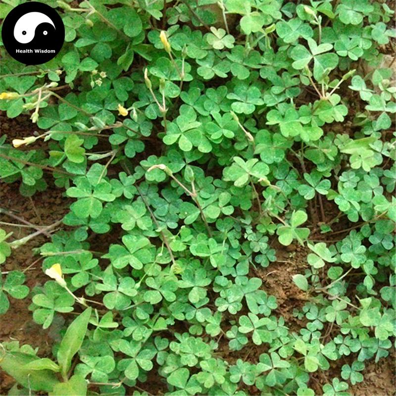 Zha Jiang Cao 酢漿草, Herba Oxalidis Corniculatae, Creeping Woodsorrel Herb-Health Wisdom™