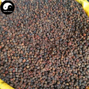 Zhang Li Zi 樟梨子, Zhang Shu Zi, Fructus Cinnamomi Camphorae Abnormalis-Health Wisdom™