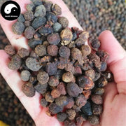 Zhang Li Zi 樟梨子, Zhang Shu Zi, Fructus Cinnamomi Camphorae Abnormalis-Health Wisdom™