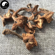 Zhen Mo 榛蘑, Hazel Dell Mushroom For Chinese Soup Cooking-Health Wisdom™