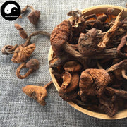Zhen Mo 榛蘑, Hazel Dell Mushroom For Chinese Soup Cooking-Health Wisdom™