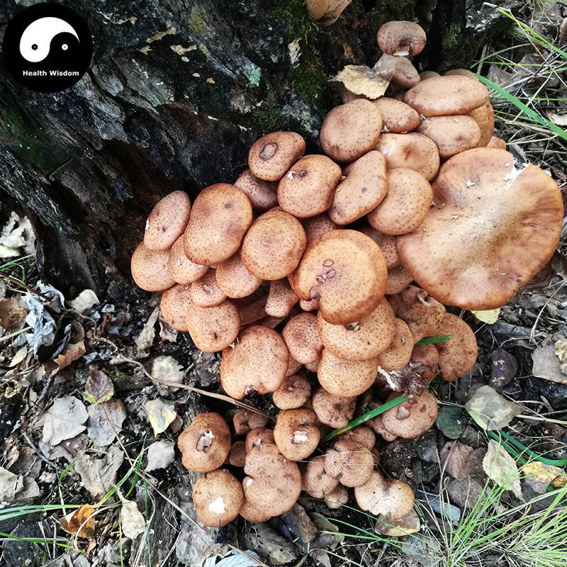 Zhen Mo 榛蘑, Hazel Dell Mushroom For Chinese Soup Cooking-Health Wisdom™