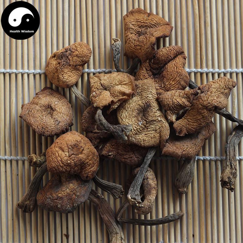 Buy Best Herb Zhen Mo 榛蘑, Hazel Dell Mushroom For Chinese Soup