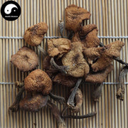 Zhen Mo 榛蘑, Hazel Dell Mushroom For Chinese Soup Cooking-Health Wisdom™