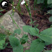 Zhen Zhu Tou Gu Cao 珍珠透骨草, Herba Speranskiae Tuberculatae, Tuberculate Speranskia Herb-Health Wisdom™