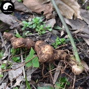 Zhi Huang Jing 制黃精, Rhizoma Polygonati, King Solomonseal Rhizome-Health Wisdom™