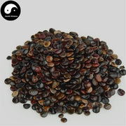 Zhi Ju Zi 枳椇子, Semen Hoveniae, Raisin Tree Seed, Guai Zao, Ji Zhua Li-Health Wisdom™