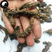 Zhi Zhu Xiang 蜘蛛香, Jatamans Valeriana Rhizome, Ma Ti Xiang-Health Wisdom™