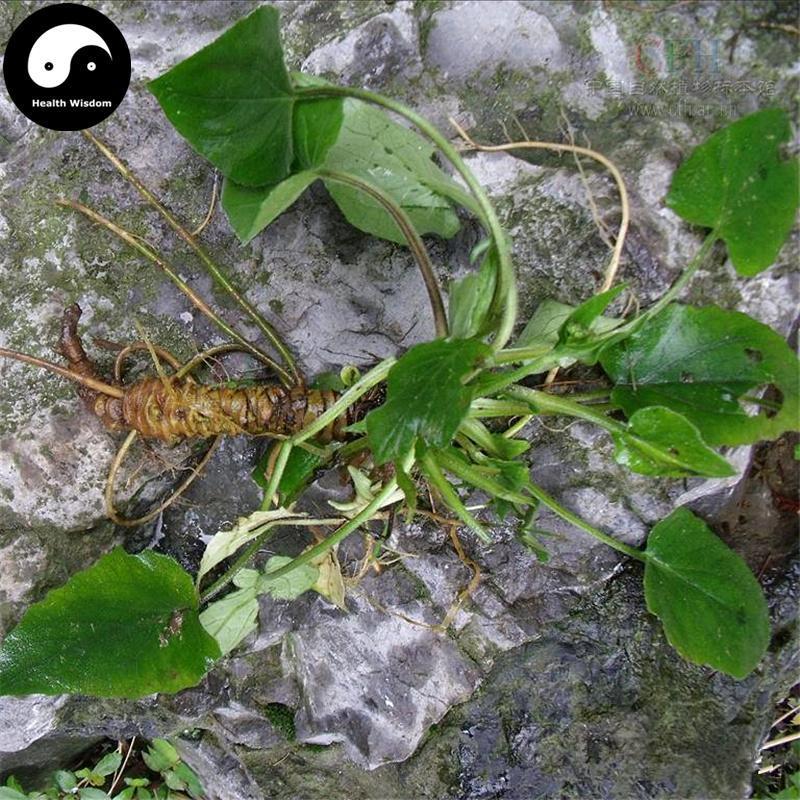 Zhi Zhu Xiang 蜘蛛香, Jatamans Valeriana Rhizome, Ma Ti Xiang-Health Wisdom™