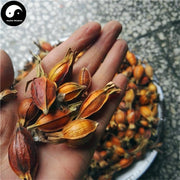 Zhi Zi 梔子, Fructus Gardeniae, Cape Jasmine Fruit-Health Wisdom™