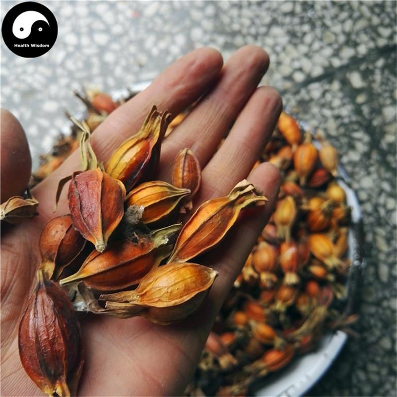 Zhi Zi 梔子, Fructus Gardeniae, Cape Jasmine Fruit-Health Wisdom™