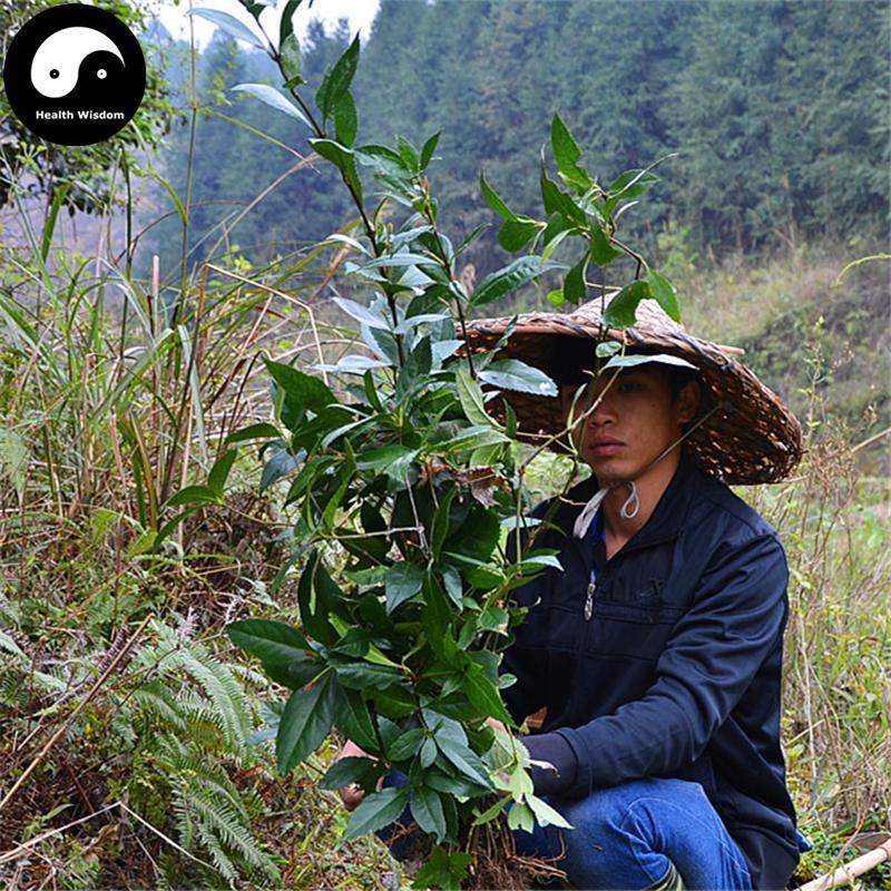 Zhong Jie Feng 肿节风, Glabrous Sarcandra Herb, Herba Sarcandrae-Health Wisdom™