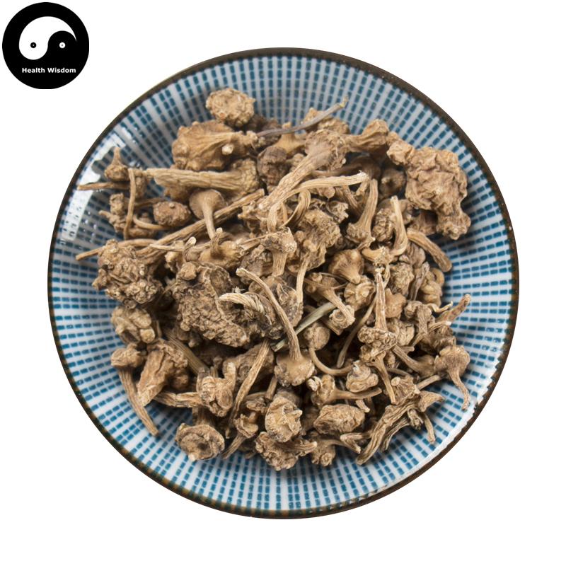 Zhu Er Shen 珠儿参, Rhizome Largeleaf Japanese Ginseng, Panax Japonicus-Health Wisdom™