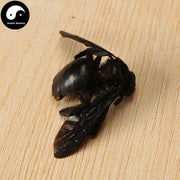 Zhu Feng 竹蜂, Xylocopa Bee-Health Wisdom™