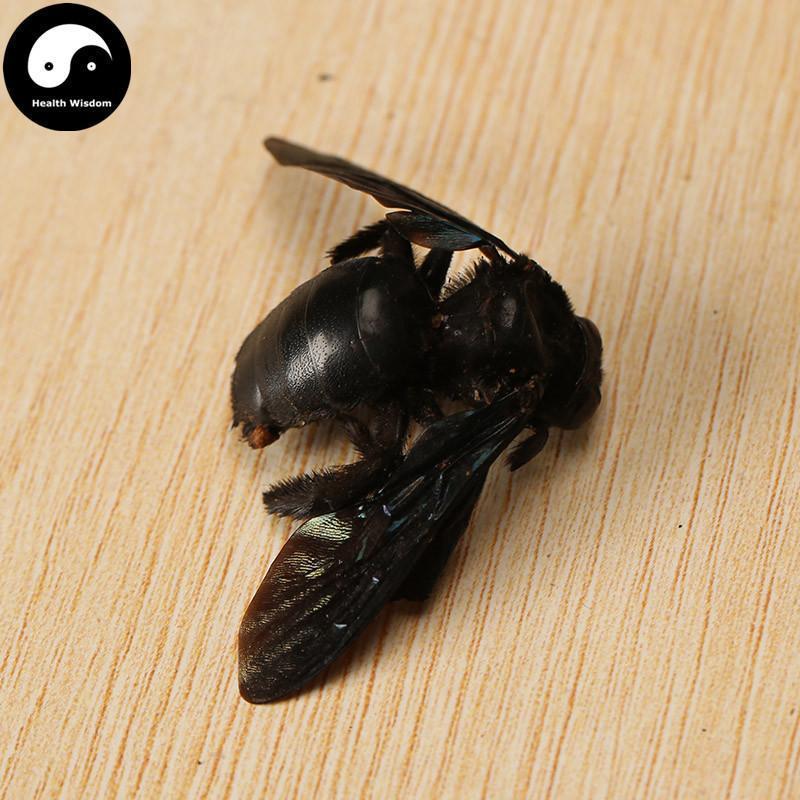 Zhu Feng 竹蜂, Xylocopa Bee-Health Wisdom™